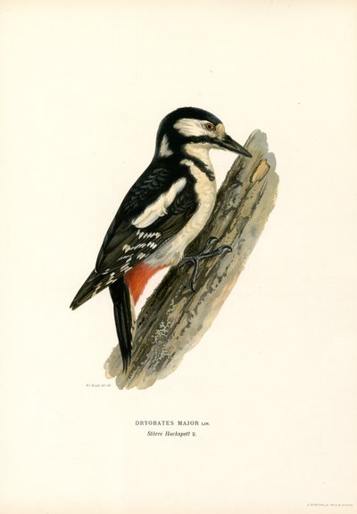 Grote Bonte Specht door Magnus Ferdinand and Wilhelm von Wright