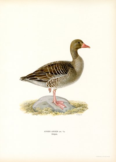 Grijze Gans door Magnus Ferdinand and Wilhelm von Wright