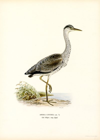 Blauwe Reiger door Magnus Ferdinand and Wilhelm von Wright