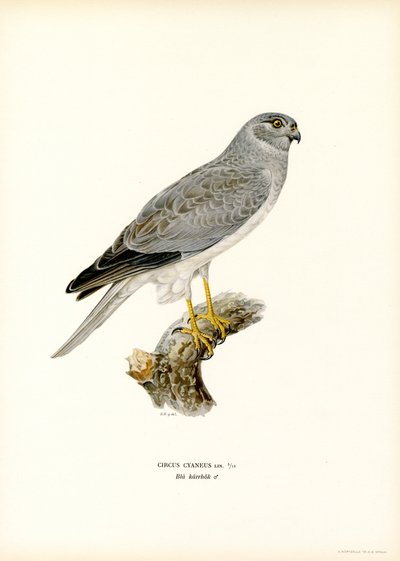 Blauwe Kiekendief door Magnus Ferdinand and Wilhelm von Wright
