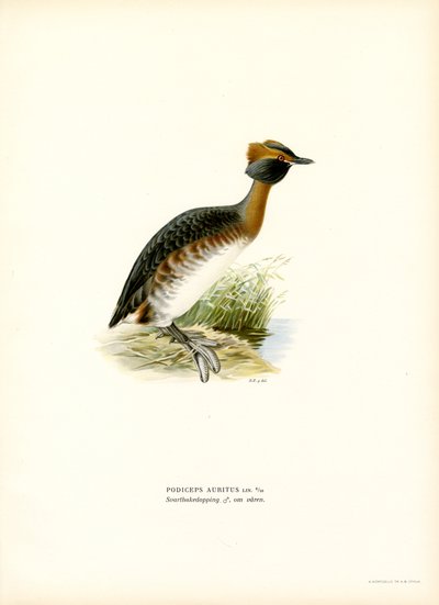 Kuifduiker door Magnus Ferdinand and Wilhelm von Wright