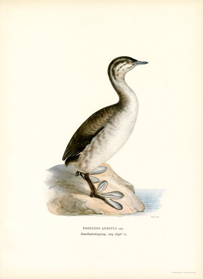 Kuifduiker door Magnus Ferdinand and Wilhelm von Wright