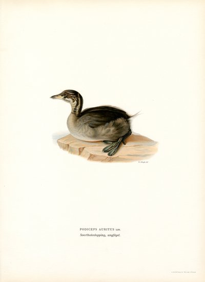 Kuifduiker door Magnus Ferdinand and Wilhelm von Wright