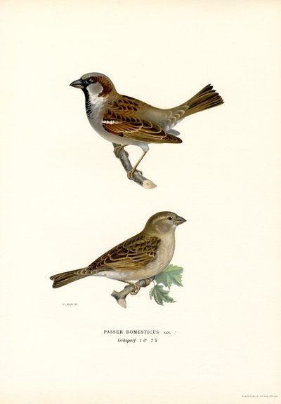 Huismus door Magnus Ferdinand and Wilhelm von Wright