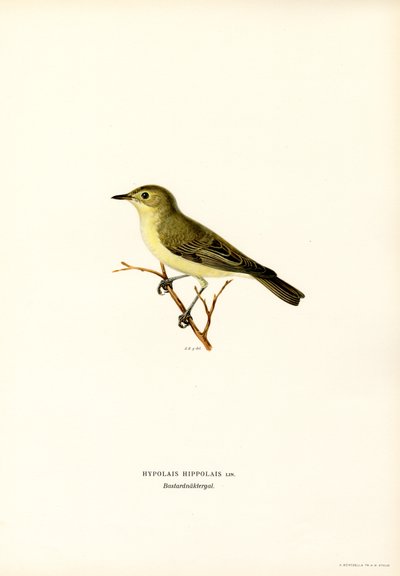 Spotvogel door Magnus Ferdinand and Wilhelm von Wright