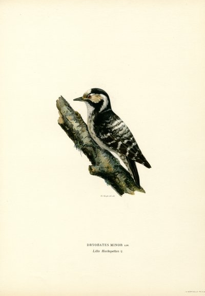 Kleine Bonte Specht door Magnus Ferdinand and Wilhelm von Wright