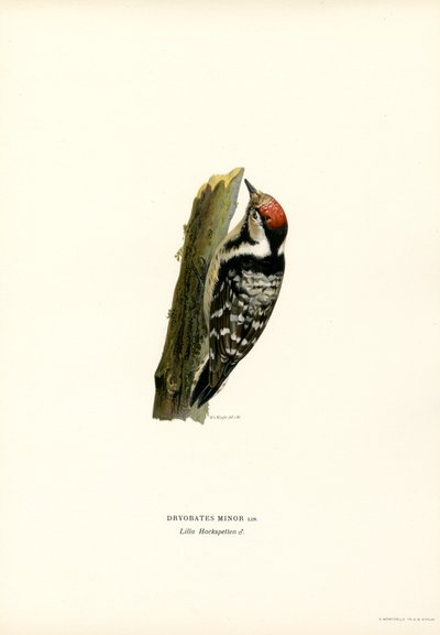 Kleine Bonte Specht door Magnus Ferdinand and Wilhelm von Wright