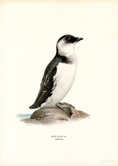 Kleine Alk door Magnus Ferdinand and Wilhelm von Wright