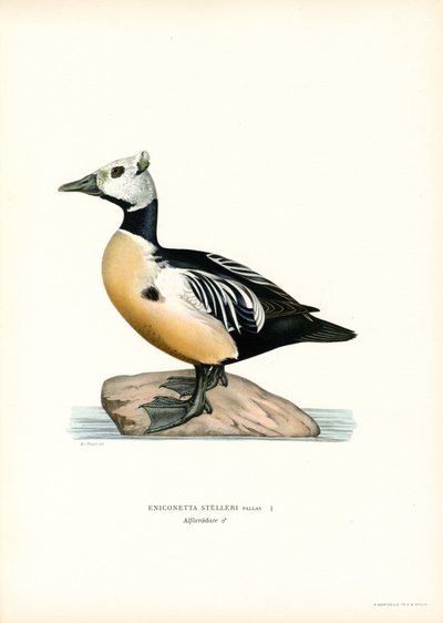 Kleine Eider door Magnus Ferdinand and Wilhelm von Wright