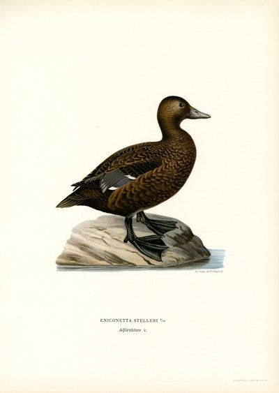Kleine Eider door Magnus Ferdinand and Wilhelm von Wright