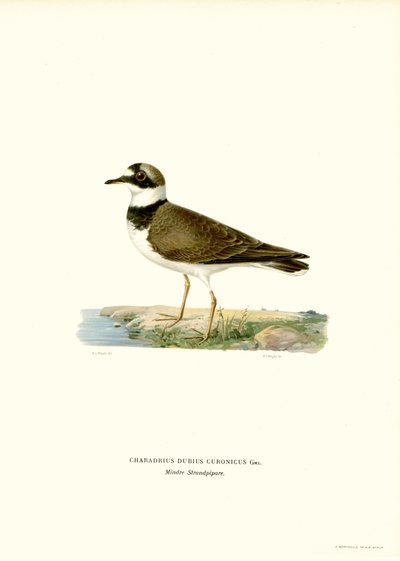 Kleine Plevier door Magnus Ferdinand and Wilhelm von Wright