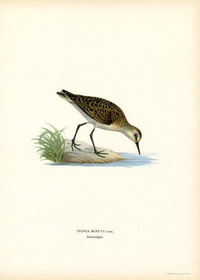 Kleine Strandloper door Magnus Ferdinand and Wilhelm von Wright