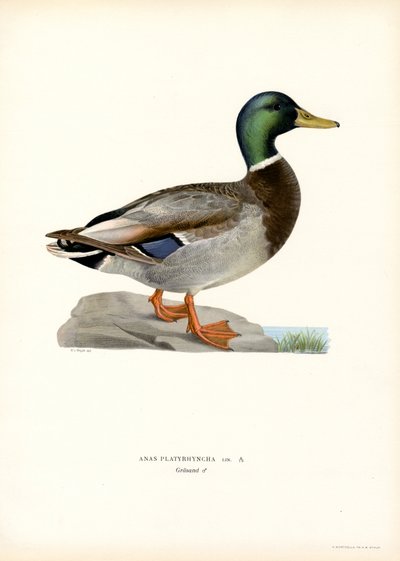 Wilde Eend door Magnus Ferdinand and Wilhelm von Wright