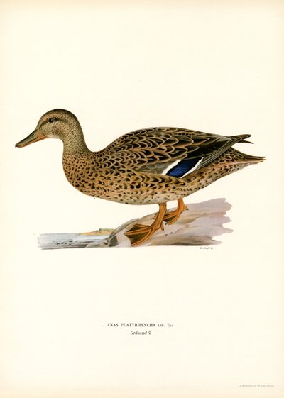 Wilde Eend door Magnus Ferdinand and Wilhelm von Wright