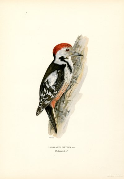 Middelste Bonte Specht door Magnus Ferdinand and Wilhelm von Wright