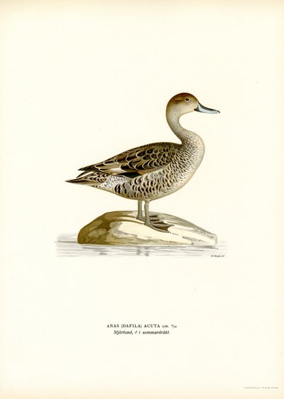 Pijlstaart door Magnus Ferdinand and Wilhelm von Wright