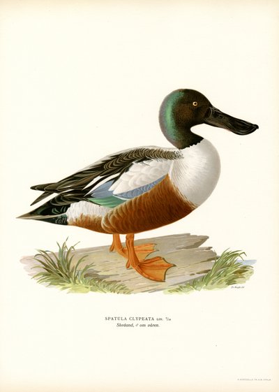 Slobeend door Magnus Ferdinand and Wilhelm von Wright