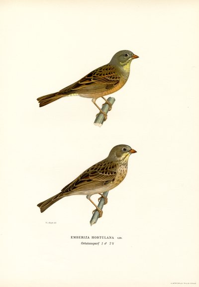 Ortolaan door Magnus Ferdinand and Wilhelm von Wright