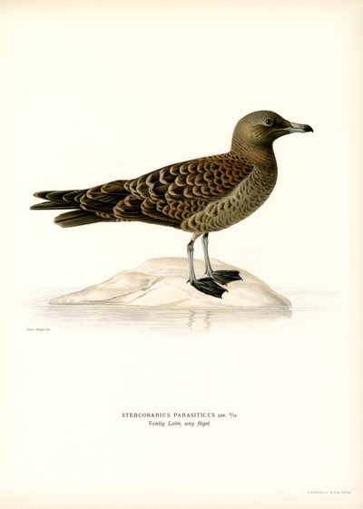 Parasitische Jager door Magnus Ferdinand and Wilhelm von Wright