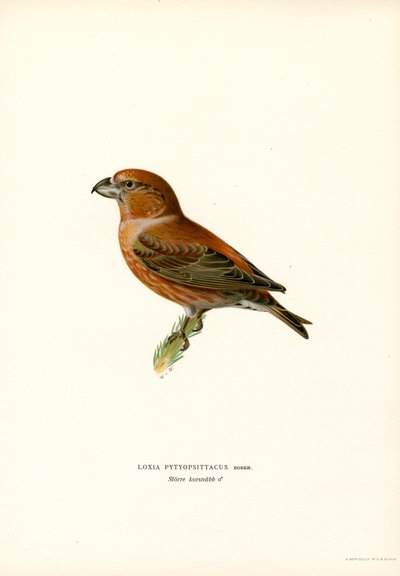 Grote Kruisbek door Magnus Ferdinand and Wilhelm von Wright