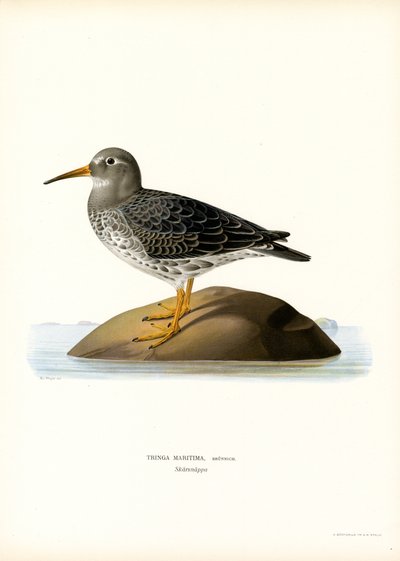 Paarse Strandloper door Magnus Ferdinand and Wilhelm von Wright
