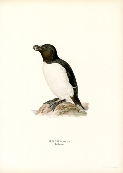 Alk door Magnus Ferdinand and Wilhelm von Wright