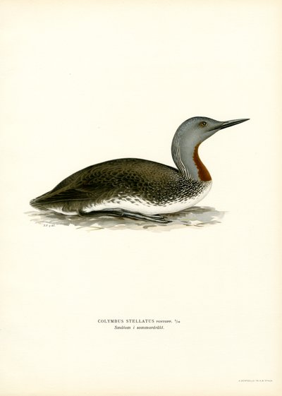 Roodkeelduiker door Magnus Ferdinand and Wilhelm von Wright
