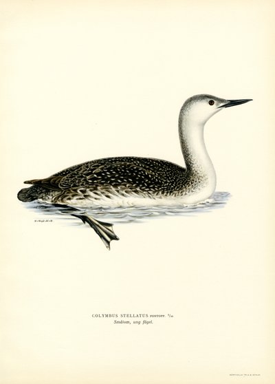 Roodkeelduiker door Magnus Ferdinand and Wilhelm von Wright