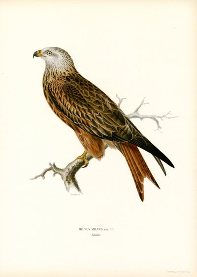 Rode Wouw door Magnus Ferdinand and Wilhelm von Wright