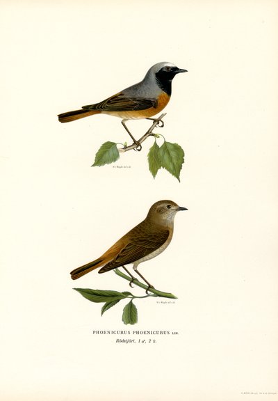 Gekraagde Roodstaart door Magnus Ferdinand and Wilhelm von Wright