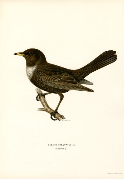 Kramsvogel door Magnus Ferdinand and Wilhelm von Wright