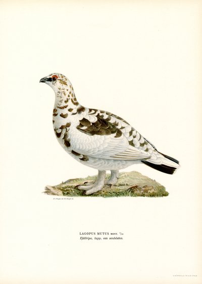 Rotsptarmigan door Magnus Ferdinand and Wilhelm von Wright