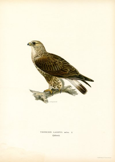 Ruigpootbuizerd door Magnus Ferdinand and Wilhelm von Wright