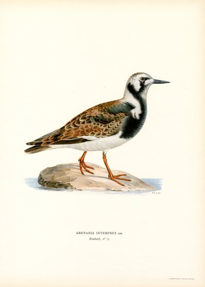 Steenloper (kleur litho) door Magnus Ferdinand and Wilhelm von Wright