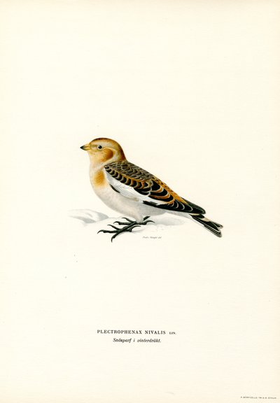 Sneeuwgors door Magnus Ferdinand and Wilhelm von Wright