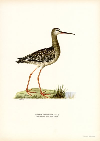 Zwarte Ruiter door Magnus Ferdinand and Wilhelm von Wright
