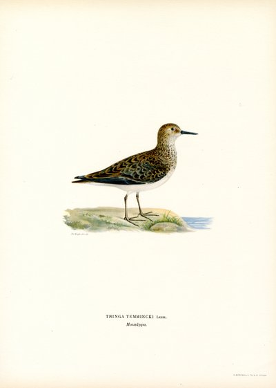 Temmincks Strandloper door Magnus Ferdinand and Wilhelm von Wright