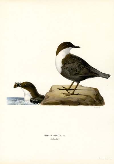 Waterspreeuw door Magnus Ferdinand and Wilhelm von Wright