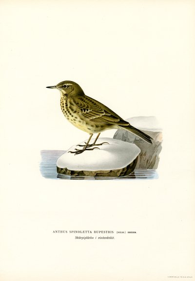 Waterpieper door Magnus Ferdinand and Wilhelm von Wright