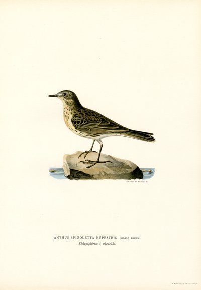 Waterpieper door Magnus Ferdinand and Wilhelm von Wright