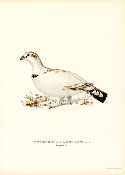 Auerhoen x Sneeuwhoen door Magnus Ferdinand and Wilhelm von Wright