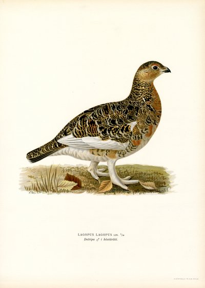 Alpensneeuwhoen door Magnus Ferdinand and Wilhelm von Wright