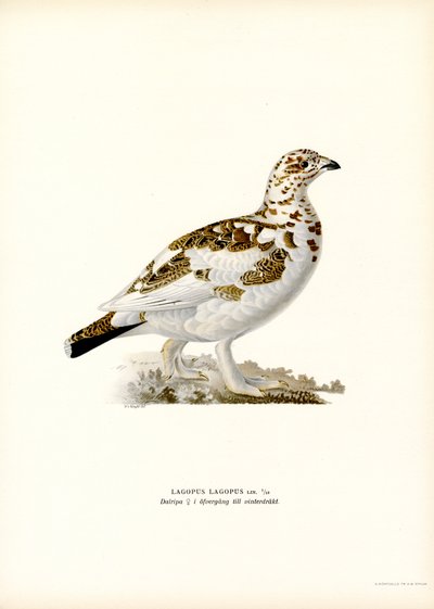 Sneeuwhoen door Magnus Ferdinand and Wilhelm von Wright