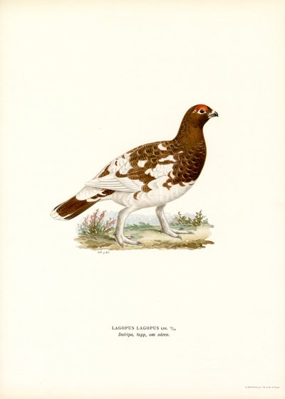 Willow Ptarmigan door Magnus Ferdinand and Wilhelm von Wright