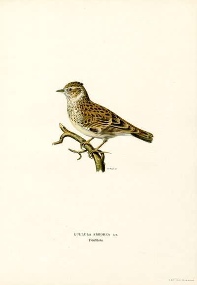 Boomleeuwerik door Magnus Ferdinand and Wilhelm von Wright