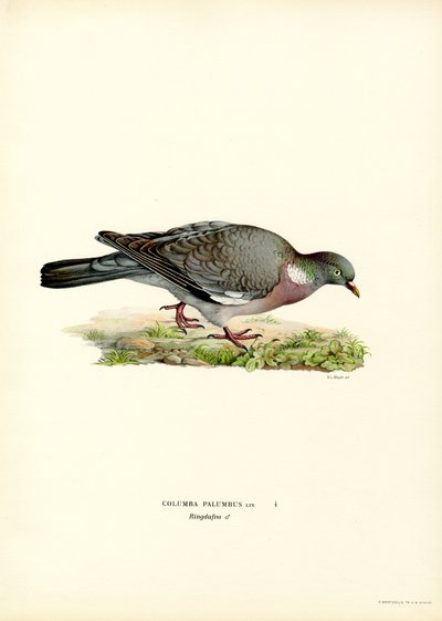 Houtduif door Magnus Ferdinand and Wilhelm von Wright