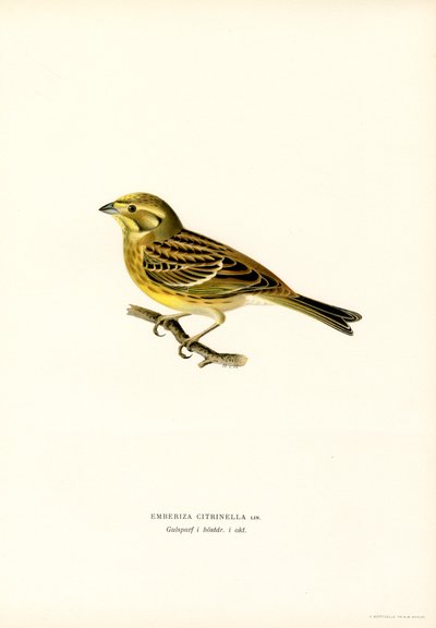Geelgors (Emberiza citrinella) door Magnus Ferdinand and Wilhelm von Wright