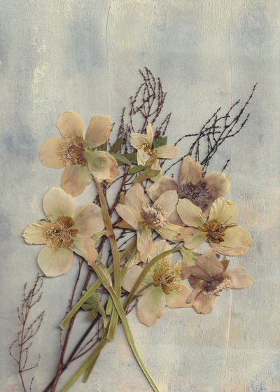 Verfijnde gedroogde bloemen door Maira Ribena