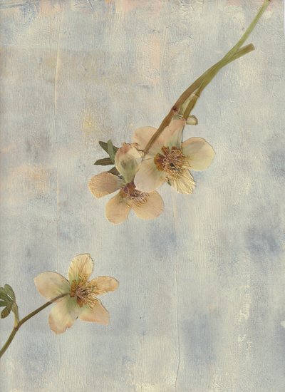 Pale Blue Botanicals door Maira Ribena