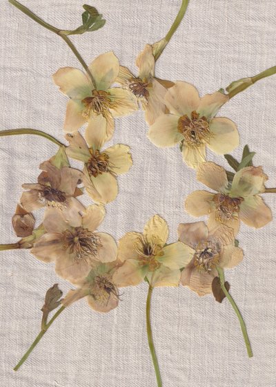 Krans van gedroogde bloemen door Maira Ribena